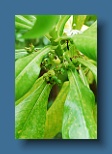 Helengeli 066